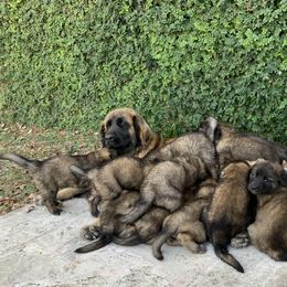 Leonberger Puppies from Yvain Leonbergers, LLC