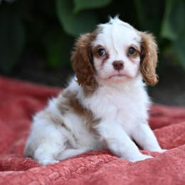 Whiskey - Blenheim male Cavalier King Charles Spaniel puppy in Sugarcreek, Ohio from Chocolate Cavalier