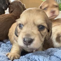 Axel - Cream male Dachshund puppy in Visalia, California from DachGraston Dachshunds
