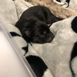 Pomsky Puppies from Eclipse Pomsky’s