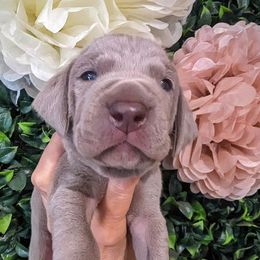 Girl 2 - Silver gray Weimaraner puppy in Jupiter, Florida from Khepri Weimaraners
