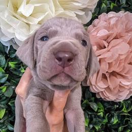 Girl 2 - Silver gray Weimaraner puppy in Jupiter, Florida from Khepri Weimaraners