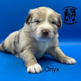 Onyx - Miniature Australian Shepherd puppy from Arlington's Aussies