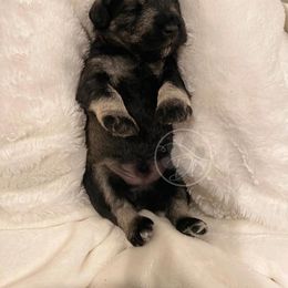 Miniature Schnauzer Puppies from Dixieland Miniature Schnauzers
