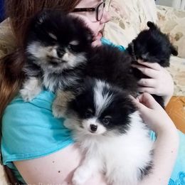 Pomeranian Puppies from Pawsome Poms