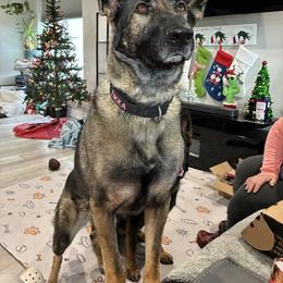Tikka - German Shepherd