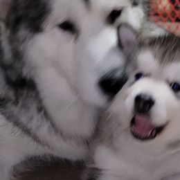 Alaskan Malamute puppies from Edgend Alaskan Malamutes