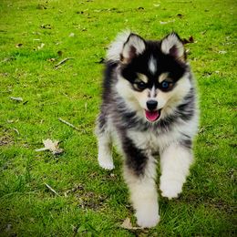 Pomsky Puppies from Royal Palm Pomskies
