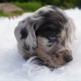 Oreo - Dapple male Dachshund puppy in Delano, Tennessee from Olive Branch Acres