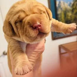 Poppy - Yellow female Labrador Retriever puppy in Penn Valley, California from Pleasant Valley Creekside Ranch, LLC