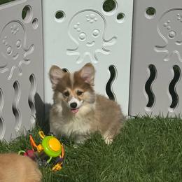 No Collar Female - Red female Pembroke Welsh Corgi puppy in Tenino, Washington from LoneStar Corgis NW