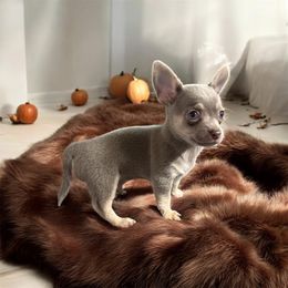 Chihuahua and Dachshund Puppies from Little Pawz, LLC