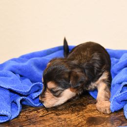 Macho - Black and tan male Morkie puppy in Georgetown, Texas from Heart of Texas Morkies