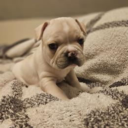 French Bulldog Puppies from Electric City Frenchies
