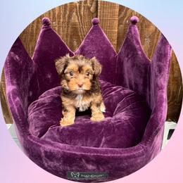AKC Luna - Chocolate and tan female Yorkshire Terrier puppy in Bonney Lake, Washington from Enchanted Yorkies