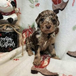 Kimber - Merle female Goldendoodle puppy in Tazewell, Tennessee from Legacy Bostons and Goldendoodles