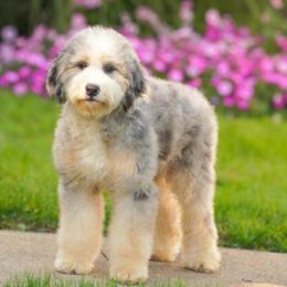 Boho (level 2 socialization program grad) - Blue merle male Bernedoodle puppy in Dundee, Ohio from Down Home Doodle