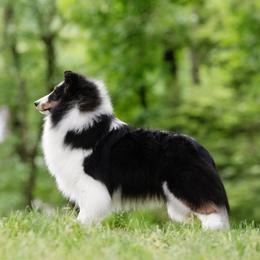 Shetland Sheepdog puppies from Rosmoor