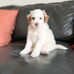Tillman - Parti male Goldendoodle puppy in Moses Lake, Washington from Macy Meadows Doodles