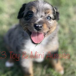 Barrett - Blue merle Toy Australian Shepherd puppy in Sanger, Texas from K3 Toy and Miniature Australian Shepherds