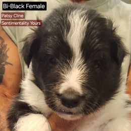 Shetland Sheepdog Puppies from Country Acres Shetland Sheepdogs