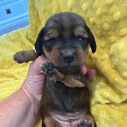 Daisy- white collar - Red female Dachshund puppy in Delta, Utah from Dix n’ Dot Dachshunds