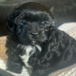 Pup 2 - Black and white male Shichon puppy in Grand Rapids, Michigan from Great Lakes Teddy Bear Dogs