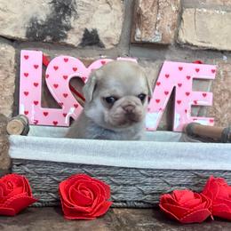 Pink collar - Cream female Pug puppy in Tucson, Arizona from Furever Friends