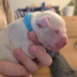 Pretzel - White male American Bulldog puppy in Homer, Georgia from Valor American Bulldogs