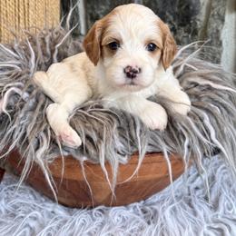 Charlie - Blenheim male Cavapoo puppy in Natural Bridge, Virginia from Padgetts Hill Puppies