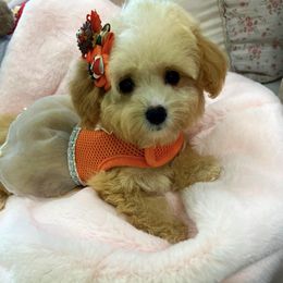 Cupcake - Champagne female Maltipoo puppy in Sugar Land, Texas from Celebrity Maltipoos