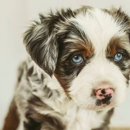 Chandler - Blue merle Miniature Australian Shepherd puppy in Jerome, Idaho from Merrick Mini Aussies