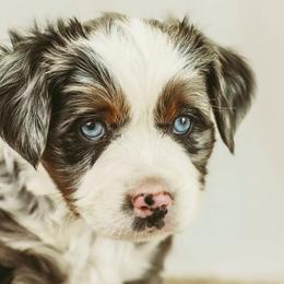 Chandler - Blue merle Miniature Australian Shepherd puppy in Jerome, Idaho from Merrick Mini Aussies