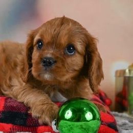 Cavalier King Charles Spaniels from Applewood Cavaliers