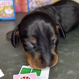 Boy 1 - Black and tan Dachshund puppy in Mt. Sterling, Kentucky from Decadent Doxies of KY