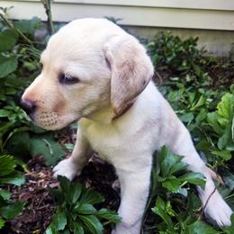 Ms. 2 - Yellow female Labrador Retriever puppy in Norwell, Massachusetts from Gabriel Ben-Yosef's Labs