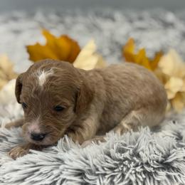 Daisy - Apricot female Goldendoodle puppy in Ambrose, Georgia from Brandilyn's Aussies