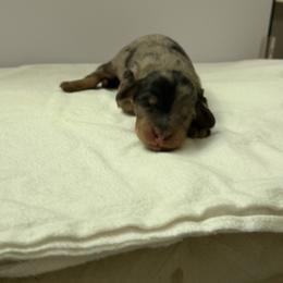 Boy 3 - Dapple male Dachshund puppy in Oroville, California from Barnes’ Doxies