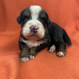 Bernese Mountain Dog Puppies from Carma Que’s Bernese Mountain Dogs