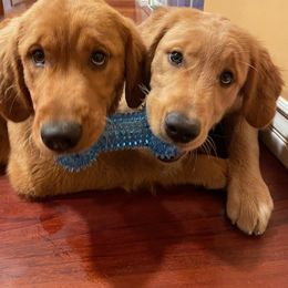 Golden Retriever Puppies from Golden Star Ranch