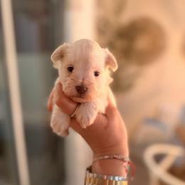 Winter - White male Miniature Schnauzer puppy in Orange City, Florida from Xaysha’s Miniature Schnauzers