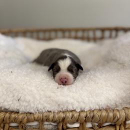 Blue Merle Male 2 - Blue merle male Miniature Australian Shepherd puppy in Stuart, Virginia from Apple Tree Mini Aussies