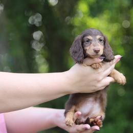 Dachshund Puppies from EntityDachs