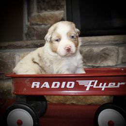 Copper - Red merle male Australian Shepherd puppy in Camp Springs, Kentucky from Diamond Paws Australian Shepherds