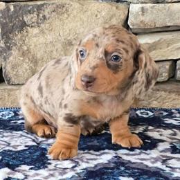 Pepper - Dapple male Dachshund puppy in Signal Mountain, Tennessee from Hot Diggity Doxens