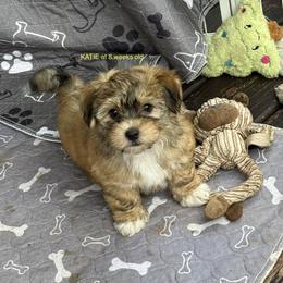 Katie - Red sable female Havanese puppy in Hudson, New York from Havanese of Claverack and Hudson Valley Labradors