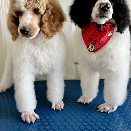 Poodle Puppies from Fancy Southern Standards