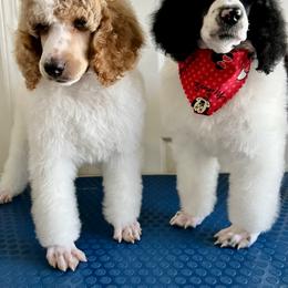 Poodle Puppies from Fancy Southern Standards