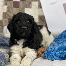 Poodle Puppies from RP Bar Ranch Royal Poodles and Doodles