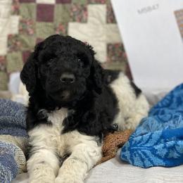 Poodle Puppies from RP Bar Ranch Royal Poodles and Doodles